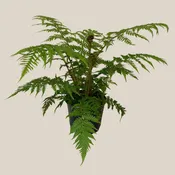 Australian Tree Fern (Cyathea Cooperi) - 6 Inch Indoor Houseplant