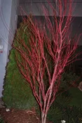Acer palmatum 'Sangokaku'