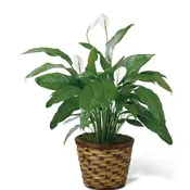 Spathiphyllum
