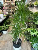 10" dracaena candelabra — the plant gays