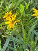Helianthus salicifolius 'Autumn Gold' / WILLOWLEAF SUNFLOWER — Franks Perennial Border