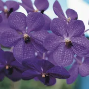 Strap Leaf Vanda Orchid [Vanda spp.]