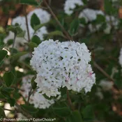 SPICE BABY™ Koreanspice viburnum | Proven Winners®