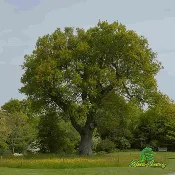 English Wide Hybrid Oak