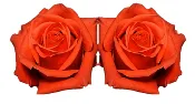 Rose Combo Box Single Color-50 stems