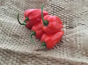 Rey Kawiil Habanero Pepper (Treated)