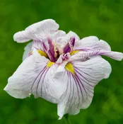 Iris ensata 'Dinner Plate™  Cupcake'