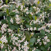Aronia 'Lowscape Snowfire®'