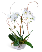 Luxe Double Orchid