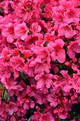 Azalea Girard’s Crimson