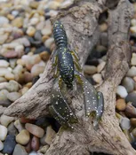 Creeper Craw - 3.25" (8 Pack)