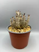 Pachypodium eburneum v. densiflorum — Desert Creations