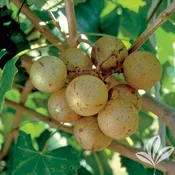 Carlos Muscadine