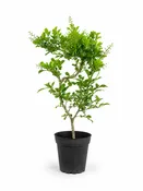 Chinese Perfume in 4" Pot - Pre Bonsai