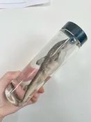 Preserved Spiny Dogfish Shark | Wet Specimen in Glass Bottle | Gulf Of Maine, Inc.