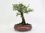 Chinese Elm in a Glazed Oxblood Container