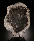 13" Petrified Fir Slab (with stand)