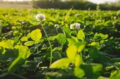 Top Five® Clover Blend (Annual) - 1 acre