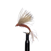 ISONYCHIA EMERGER