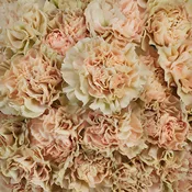 Antique Creamy Peach Carnation Flowers