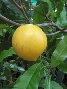 Abiu tree, Harvest Moon Sapote (Pouteria caimito)