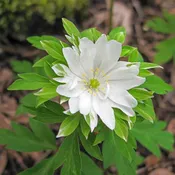 Green Collar Wood Anemone