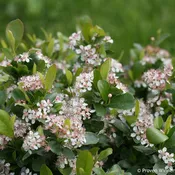 Aronia 'Low Scape Mound'