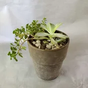 Simply Serine Succulents