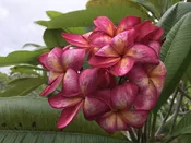 Afterglow- Rooted Plants