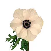 Anemone
