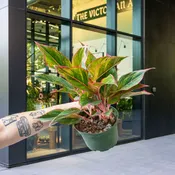 Aglaonema 'Red Creta'