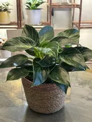 12" Philodendron