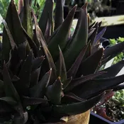 Alworthia ‘Black Gem’