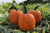 Adonis Pumpkin (Farmore)