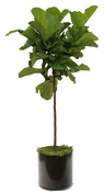 Ficus Lyrata- 14"