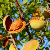 Almond Tree (Hall’s Hardy)