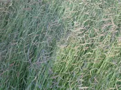 Blue Grama – Bouteloua gracilis