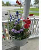 PERENNIAL BASKET