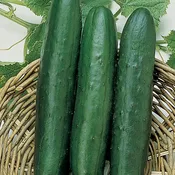 Cucumber, Sweet Slice Hybrid