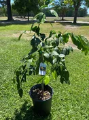 3 Gallon Meyer Lemon