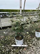 Spice Girl® Korean Spice Viburnum
