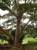 Balsa Wood Tree (ochroma pyramidale)