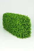 Boxwood Hedge - Medium