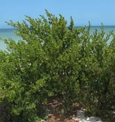 Bay Cedar