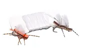 Chubby White Wing Material