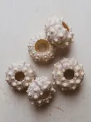 1.5-2" Sputnik Sea Urchin, NA13