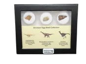 Dinosaur Egg Collection - Set of 3 Different Dinosaurs  #25