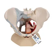 4-Part Female Pelvis w/ Ligaments Through Pelvic Floor Muscle Org