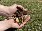 Natural Woodchips
