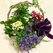 Basket of Blooming Plants